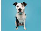 Adopt Cam a Mixed Breed