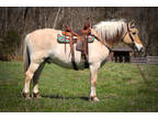 Family Friendly, Super Gentle, Safe Anyone Can Ride Purebred Fjord Gelding
