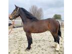 Shire Morgan gelding