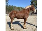 Pretty Belgian gelding