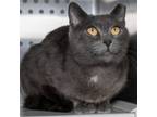 Adopt Cinder a Domestic Short Hair