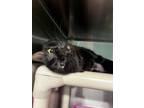 Adopt Kiwi a Domestic Short Hair