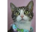 Adopt Butterscotch a Domestic Short Hair