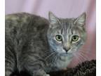 Adopt Miss Bright Side a Domestic Short Hair