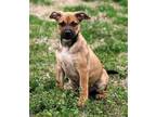 Adopt Abby Cadabby a American Staffordshire Terrier