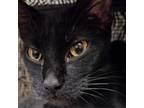 Adopt Solice a Domestic Short Hair
