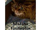 Adopt Madame Floofington the Magnificant a Domestic Long Hair