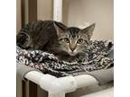 Adopt Trixie a Domestic Short Hair