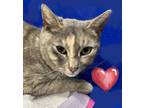 Adopt Dove a Domestic Short Hair