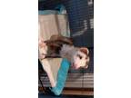 Adopt Bean a Ferret