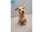 Adopt HARLEY a Labrador Retriever