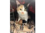 Adopt Princess a American Shorthair