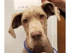 Adopt Jovi - LOCAL FOSTER TO ADOPT HOMES ONLY a Great Dane