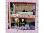 Adopt Rosebud and Dahlia a Labrador Retriever, Beagle