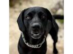 Adopt Momma Mia a Black Labrador Retriever, Mixed Breed