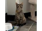 Adopt Warrior Princess a Domestic Short Hair