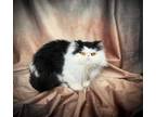 Adopt Bubbles a Persian, Oriental Long Hair