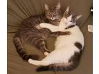 Adopt Jax and Dolly a Domestic Short Hair