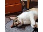 Adopt Lucia a Domestic Short Hair