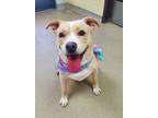 Adopt Ella a Yellow Labrador Retriever, Pit Bull Terrier