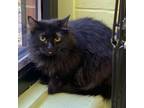 Adopt Tia a Domestic Medium Hair