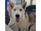 Adopt Lucky a Husky