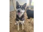 Adopt Paddy a Husky