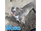 Adopt Nova a Pit Bull Terrier