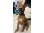 Adopt Ella a Mixed Breed