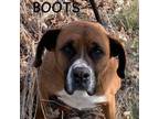 Adopt BOOTS a Boxer, Mixed Breed