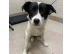 Adopt Pandora a Border Collie, Mixed Breed