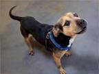 Adopt ARABELLA a Pit Bull Terrier, Doberman Pinscher