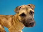 Adopt NALA MARIE a Boxer, Mixed Breed