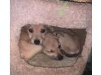 Adopt Luna FosterHome a Pit Bull Terrier