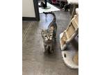 Adopt Faith a American Shorthair