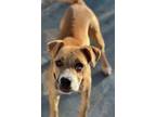 Adopt Aurora a Pit Bull Terrier, Mixed Breed