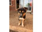 Adopt Gretyl a Mixed Breed