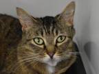 Adopt Sophie a Domestic Short Hair