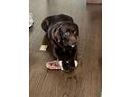 Adopt Cocoa - Tag #3222 a Labrador Retriever