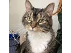 Adopt Kahleesi *Available by appointment* a Domestic Short Hair