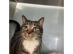 Adopt R. Low a Domestic Short Hair