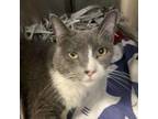 Adopt Laney a Domestic Short Hair