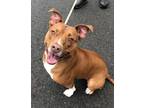 Adopt Boba a Pit Bull Terrier, Mixed Breed