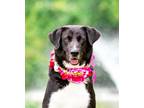 Adopt Magnolia a Black Labrador Retriever