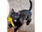 Adopt Luna a Domestic Short Hair