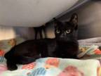 Adopt ADELE a Domestic Short Hair