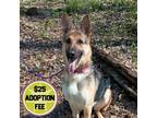 Adopt Maya a German Shepherd Dog