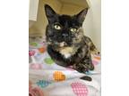 Adopt Sweetie (FELV) a Domestic Short Hair
