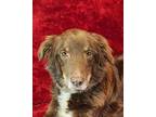 Adopt Chula a Australian Shepherd