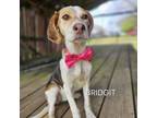 Adopt Bridgit a Beagle